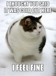 funny-picture-cat-fat-not-cold