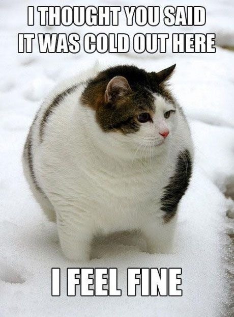 funny-picture-cat-fat-not-cold
