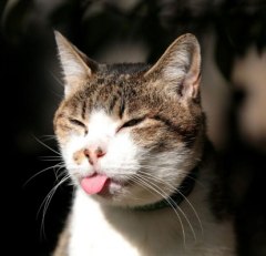 Cat-sticking-out-tongue
