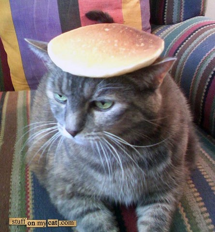 lolcatpancake