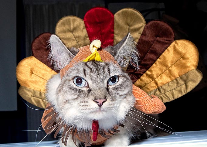 Thanksgiving-cat