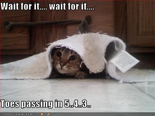 ffb3e_funny-pictures-cat-waits-for-toes
