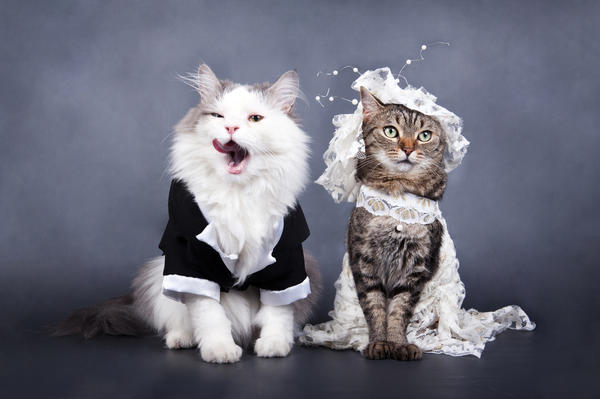 fva-1000-wedding-portrait-a-cat-shutterstock-83582038-600w