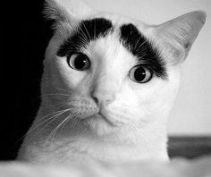 7b55dcf90793b5bbded65248dfa1c0ff