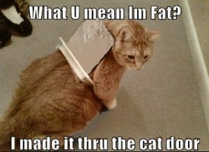 Fat_Not_PetDoorCat2
