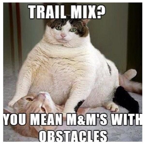 Funny-Fat-cat