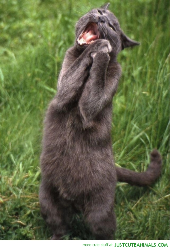 singing-cat-cute-animal-pictures.jpg