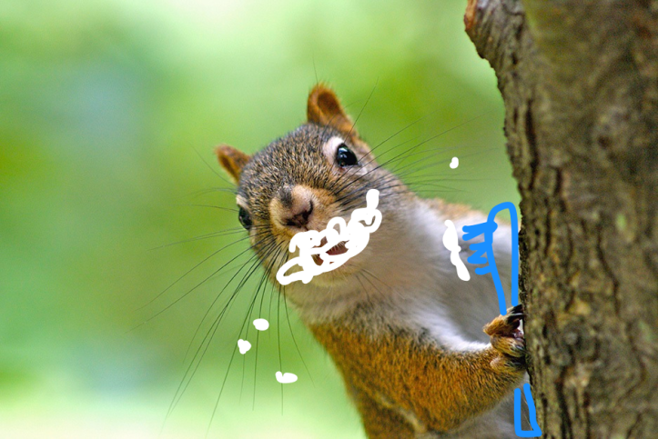 Squirrel_Tree_Happy.png