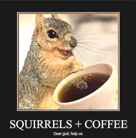 SquirrelsOnCaffeine.85268.jpg