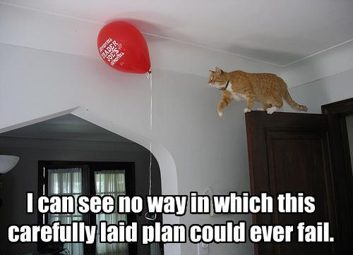 funny-pictures-cat-does-not-think-plan-will-fail.jpg