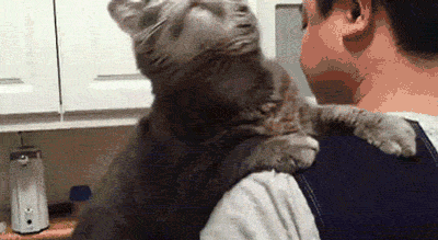 funny-gif-cat-love-human-cute