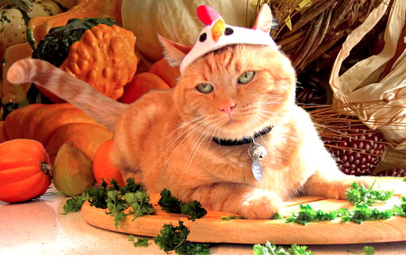 Cat-Served-Up-For-Thanksgiving-Dinner_grande.png